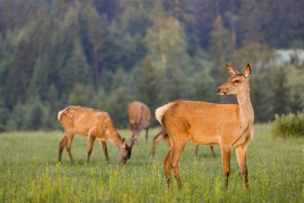 A herd of Altai maral hinds, Altai wapiti or Altai elk (Cervus canadensis sibiricus) stand in a