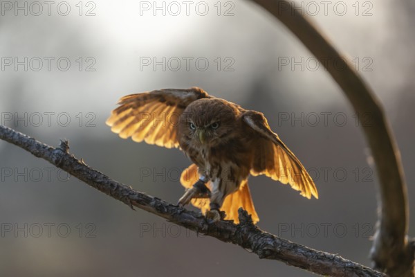 One East Brazilian pygmy owl (Glaucidium minutissimum), also known as least pygmy-owl or Sick's