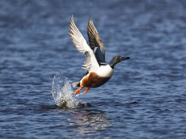 Northern Shoveler (Anas clypeata), male duck taking off in flight from lake, in display flight,