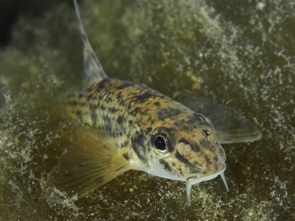 A gudgeon (Gobio gobio) with barbels moves over a structured substrate, Zollbrücke dive site,