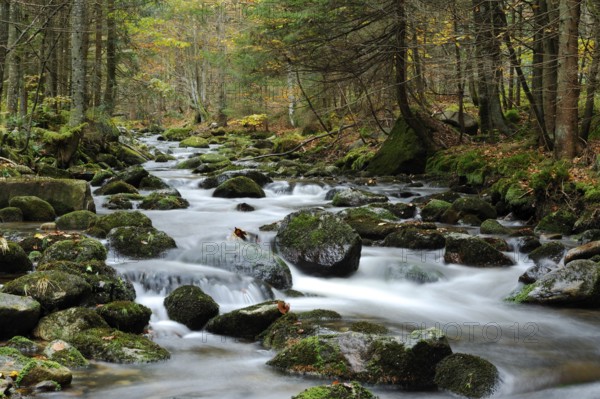 A quiet river runs through a wooded area, bathed in autumn colours, Kleine Ohe, Bavarian Forest