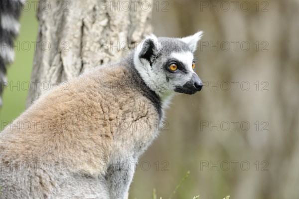 A lemur looking sideways stands next to a tree and shows its fur, Ring-tailed Lemur (Lemur catta),
