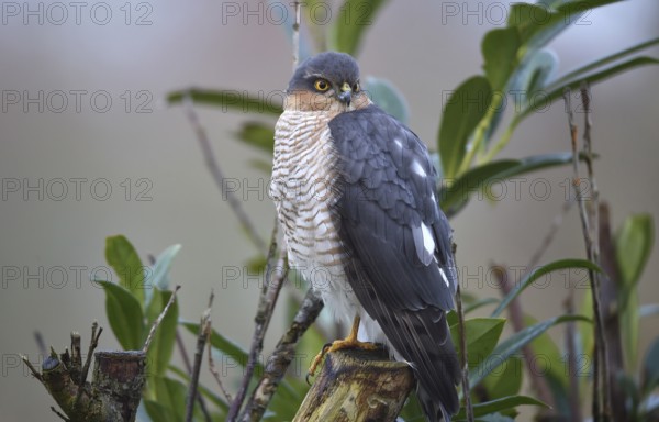 Sparrowhawk, (Accipiter nisus) sitting in cherry laurel, Schleswig-Holstein, Germany, Europe
