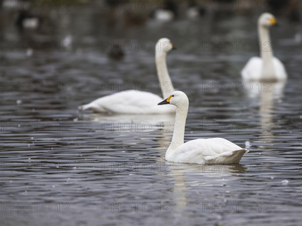 Tundra Swan, Bewick's Swan, Cygnus columbianus at winter in Slimbridge, England, United Kingdom,