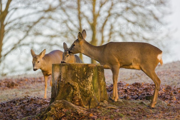 An adult female roe deer (Capreolus capreolus) nurses her fawn next to a tree stump at sunrise.