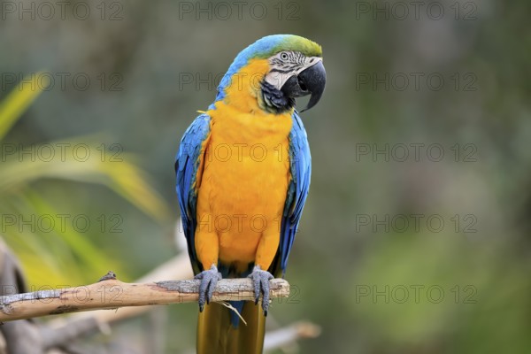 Yellow-breasted Macaw (Ara ararauna), adult, on wait, South America