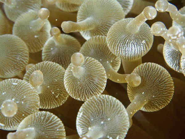 Golden bubble anemone (Entacmaea quadricolor) in close-up with clear patterns, dive site Toyapakeh,