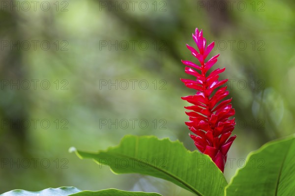 Alpinia purpurata, ginger plant (Zingiberaceae), Costa Rica, Central America