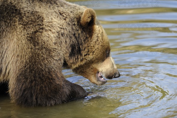 Garden tiger moth looking into the water with a curious expression, Eurasian brown bear (Ursus