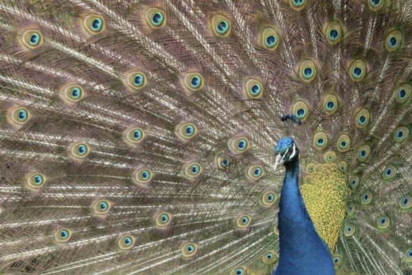 Indian peafowl or Peacock (Pavo cristatus) adult male bird displaying showing its tail feathers,