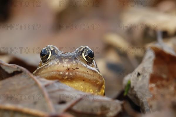 Common frog (Rana temporaria) adult amphibian on a pile of fallen autumn leaves in a garden,