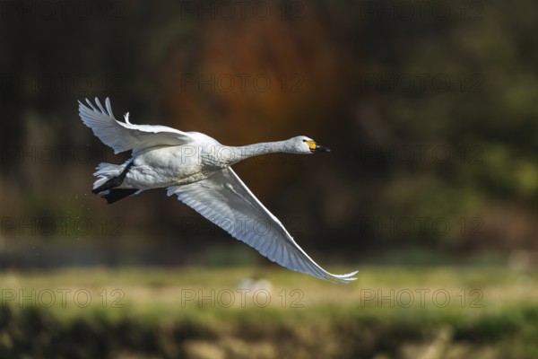 Tundra Swan, Bewick's Swan, Cygnus columbianus in flight at winter in Slimbridge, England, United