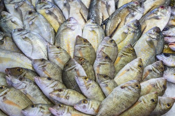 Red Sea Fish, Fish Market in Hurghada, Egypt, Africa