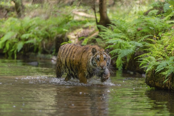 One young female Siberian Tiger, Panthera tigris altaica, walking thru the cool fresh water of a