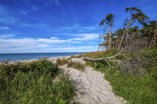 Born am Darß, Fischland-Darß-Zingst, Mecklenburg-Vorpommern, Germany, Pine forest in the dunes on