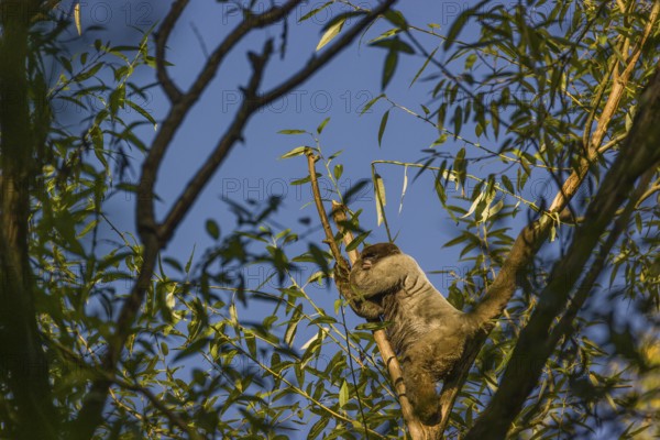 A common woolly monkey, brown woolly monkey, or Humboldt's woolly monkey (3) (Lagothrix