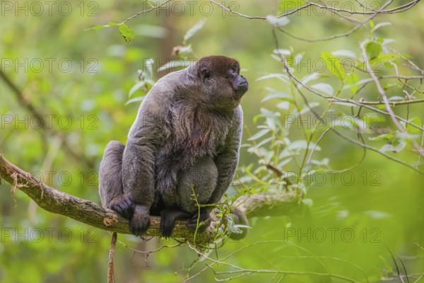 A common woolly monkey, brown woolly monkey, or Humboldt's woolly monkey (3) (Lagothrix