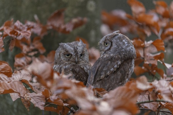 Two Eurasian scops owls (Otus scops)sitting on a twig of a beech tree, embedded in brown leafs