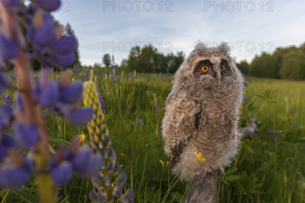 One young long-eared owl (Asio otus), sitting on a branch that is lying in a field of flowering