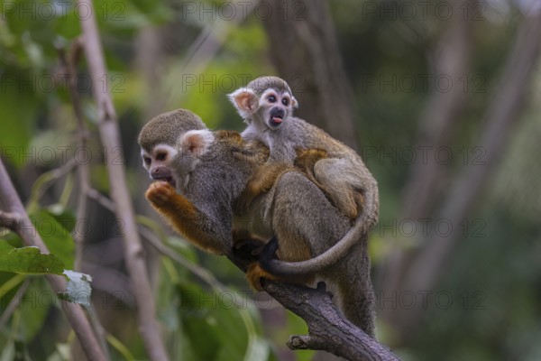 One female Central American squirrel monkey, Saimiri oerstedii, carrying her baby. Green vegetation