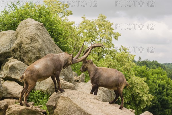 Two male ibex (Capra ibex) are standing on a rock and playfully fighting. A green forest can be