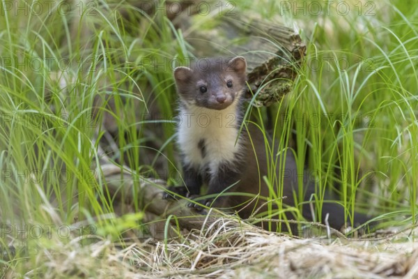 One beech marten (Martes foina), playing on the forest floor between green vegetation