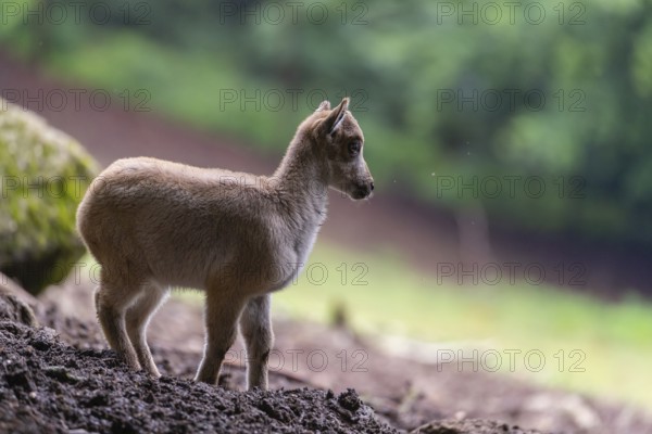 A young Himalayan tahr (Hemitragus jemlahicus) stands on a forest edge. In the background is a