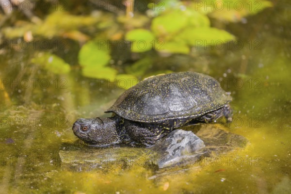 A European pond turtle (Emys orbicularis), rests on a stone lying in a pond