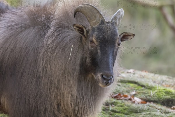 One male Himalayan Tahr (Hemitragus jemlahicus) standing in a forest. Green and yellow forest in