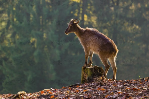 A female Himalayan tahr (Hemitragus jemlahicus) stands backlit on a tree stump at a forest edge. In