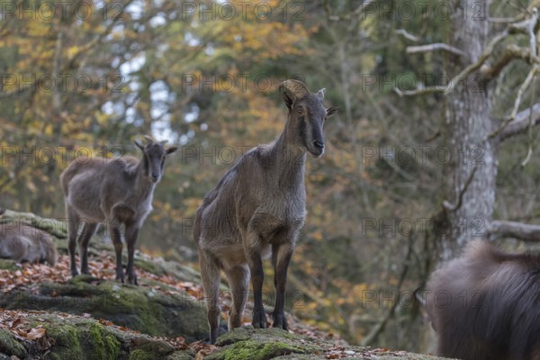 One female Himalayan Tahr (Hemitragus jemlahicus) standing in a forest. Green and yellow forest in