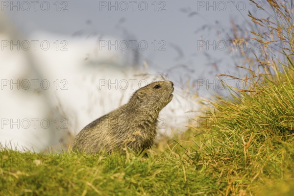 A young Alpine Marmot, Marmota marmota, rests on a grassy rim. Snow covered mountains are in the