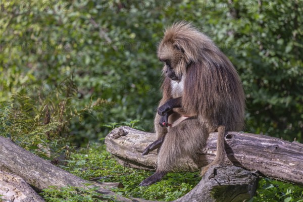 Portrait of an adult male Gelada (Theropithecus gelada), or bleeding-heart monkey, resting on a log