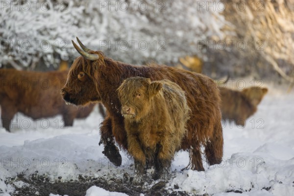 A highland calf (Bos primigenius taurus) and a cow standing in a snow-covered pasture