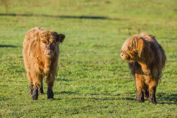Two highland calves (Bos primigenius taurus) stand in a pasture in the early morning light