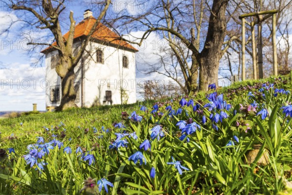 Blue stars (Scilla) in bloom at the Totenhäusel, vantage point above the Elbe valley near Meißen,