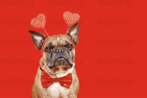 Cute French Bulldog dog wearing Valentine's Day headband with hearts and bow tie on red background