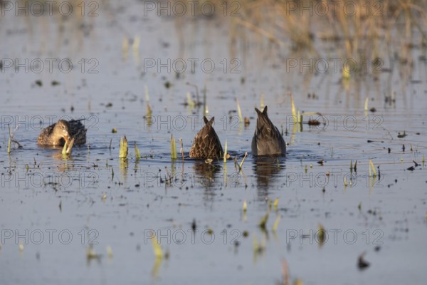 Eurasian Teal (Anas crecca), three ducks feeding on a lake, Texel, Holland