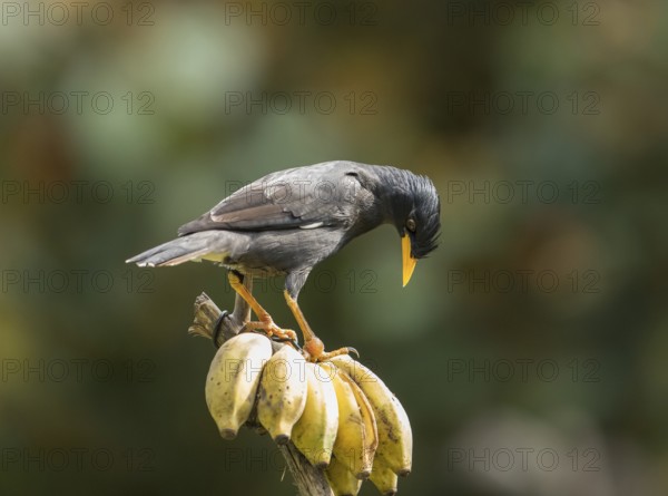 Long-crested myna (Acridotheres javanicus), Phetchaburi, Kaeng Krachan National Park, Thailand,