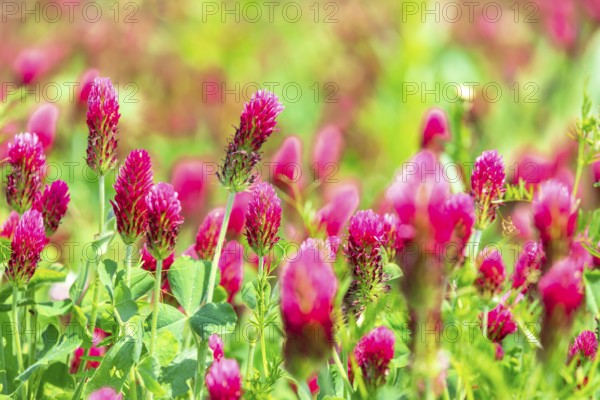 Incarnate clover (Trifolium incarnatum) in flower, Saxony, Germany, Europe