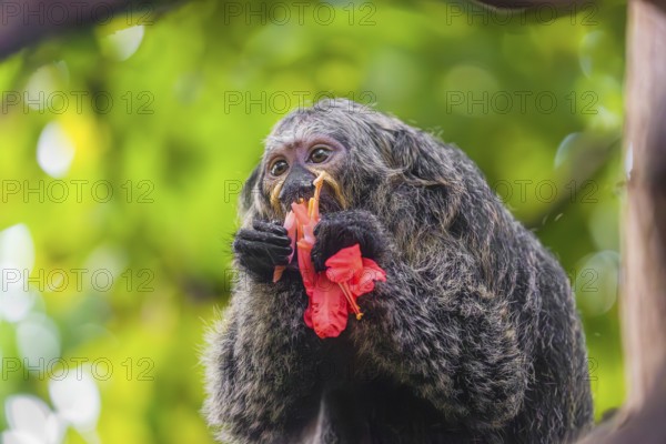 A female white-faced saki (Pithecia pithecia) sits in a Rose of Venezuela (Brownea grandiceps)