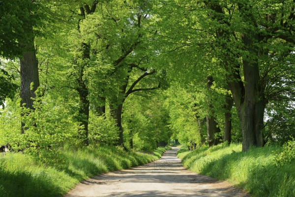 Field path through Linden-Allee, Uckermark, Brandenburg, Germany, Europe