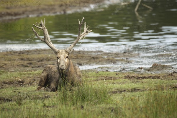 David's deer (Elaphurus davidianus) resting on the shore of a lake, Southern Sweden, Sweden,