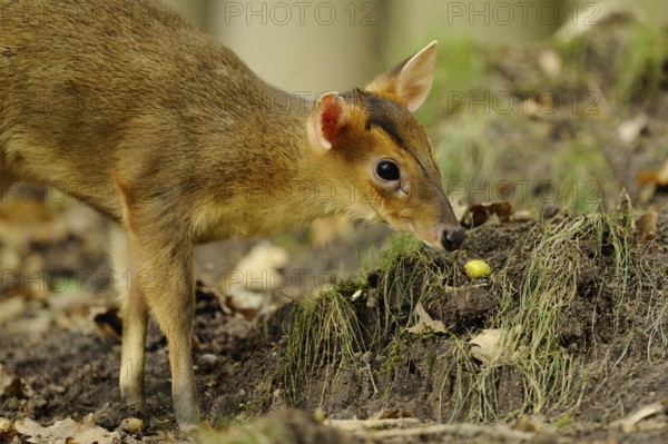 A muntjac sniffs curiously at the ground between autumn leaves in the forest, Chinese muntjac