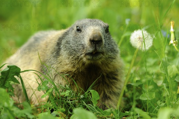 Marmot on a flowering meadow next to a dandelion in a quiet environment, Alpine marmot (Marmota