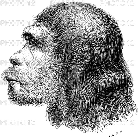 Profile of the head of a Neanderthal, Neanderthal (Homo neanderthalensis), limestone gorge east of