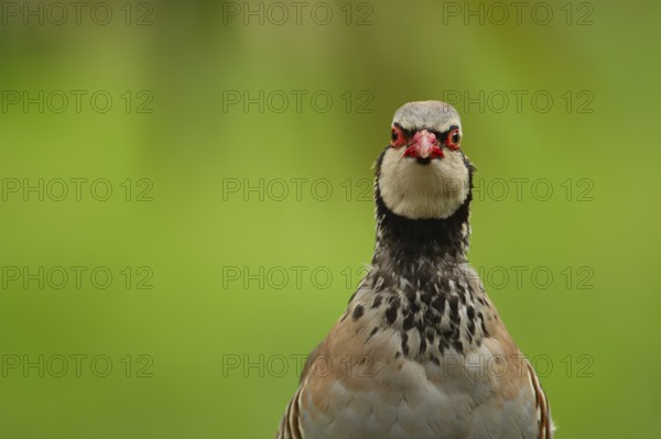 Red legged or French partridge (Alectoris rufa) adult bird head portrait, England, United Kingdom,