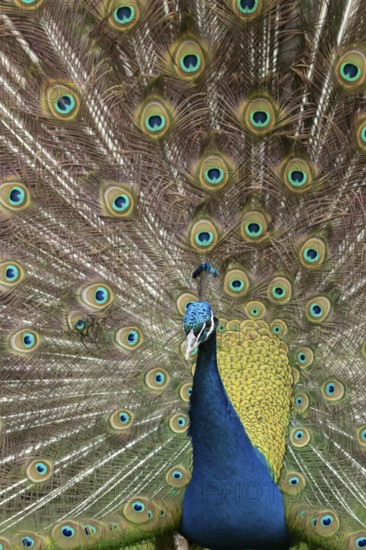 Indian peafowl or Peacock (Pavo cristatus) adult male bird displaying showing its tail feathers,