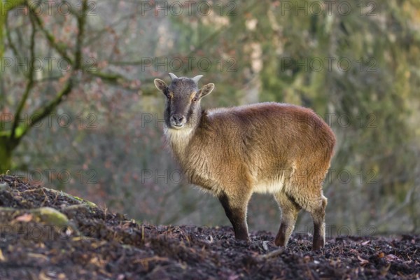 A female Himalayan Tahr (Hemitragus jemlahicus) stands on a forest edge. In the background is a