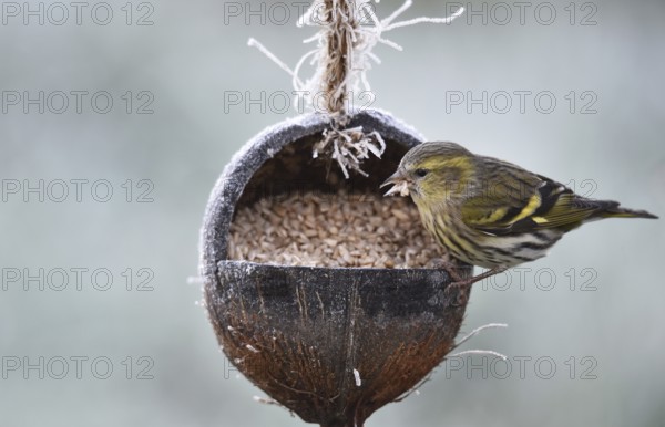 Pine siskin (Spinus pinus) eats sunflower seeds from a coconut in frosty weather